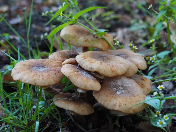 Vagevuurbos en Lippensgoed-Bulskampveld (België)